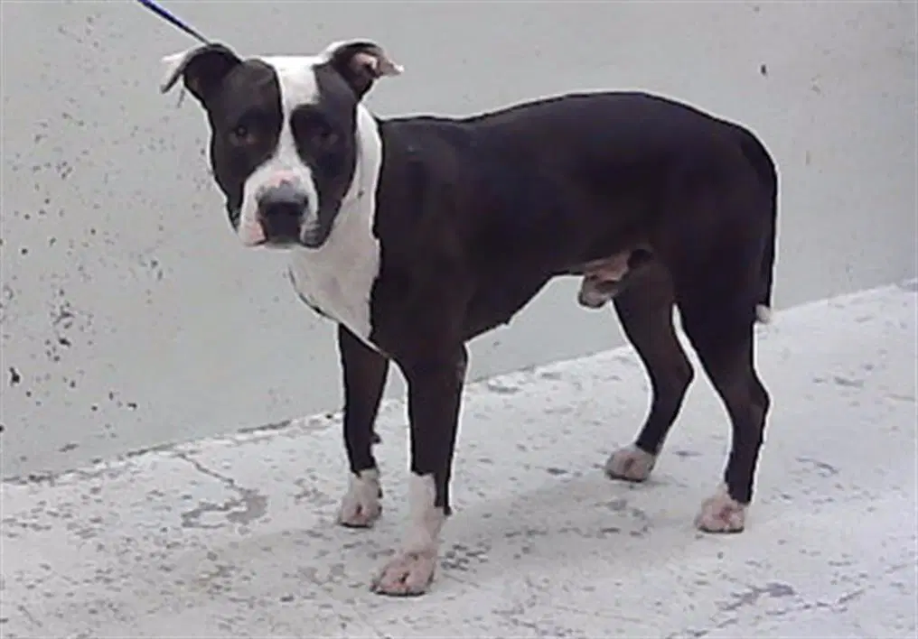 Tyler - Staffordshire Bull Terrier