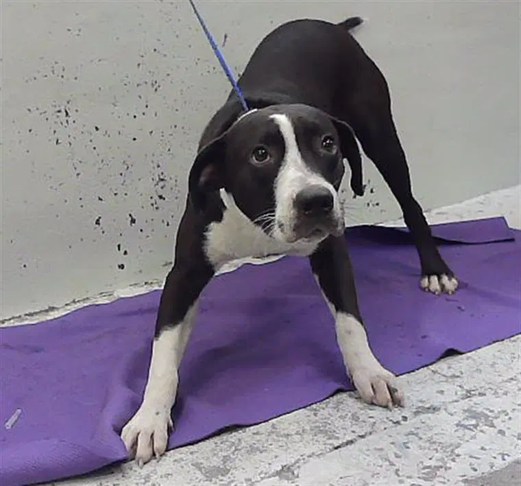 Unknown - Staffordshire Bull Terrier