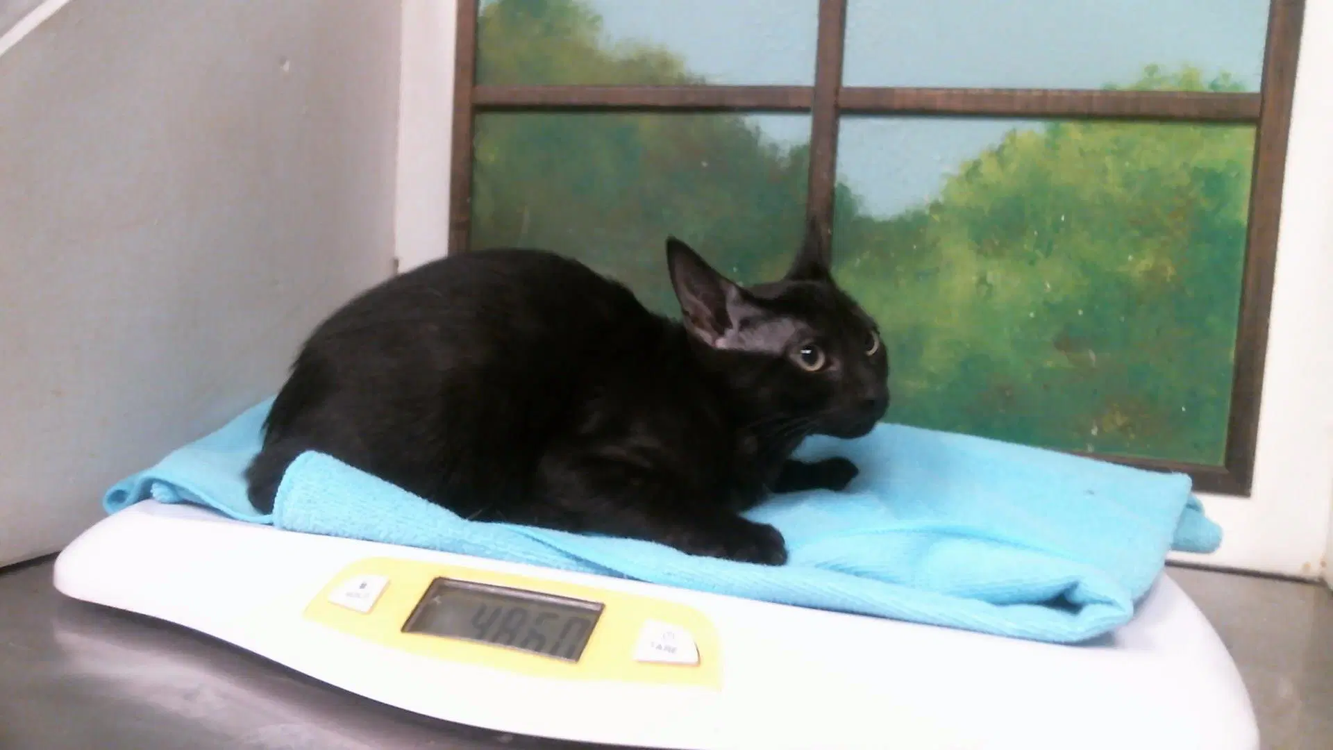 Unknown - Domestic Short Hair
