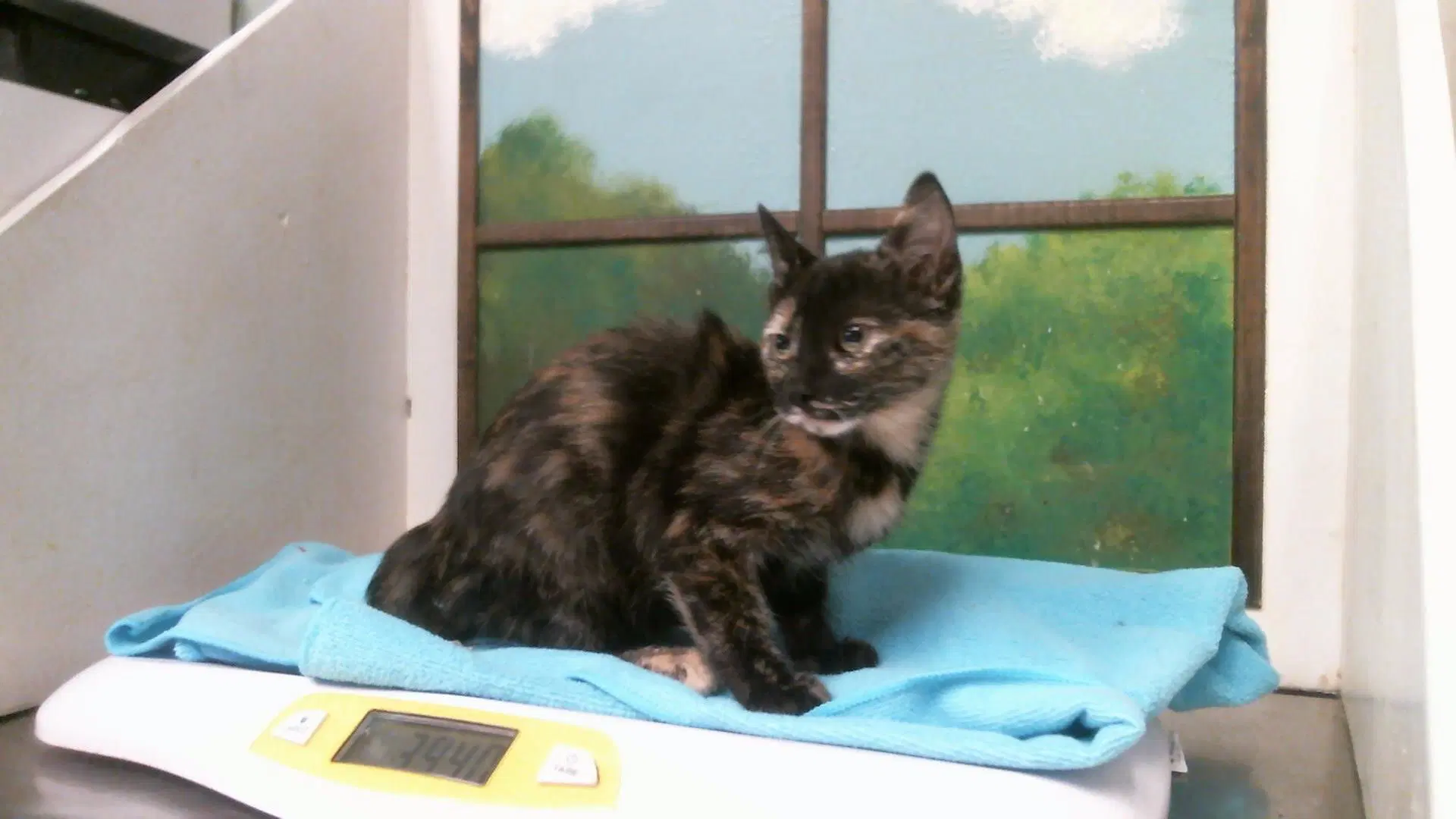 Unknown - Domestic Short Hair
