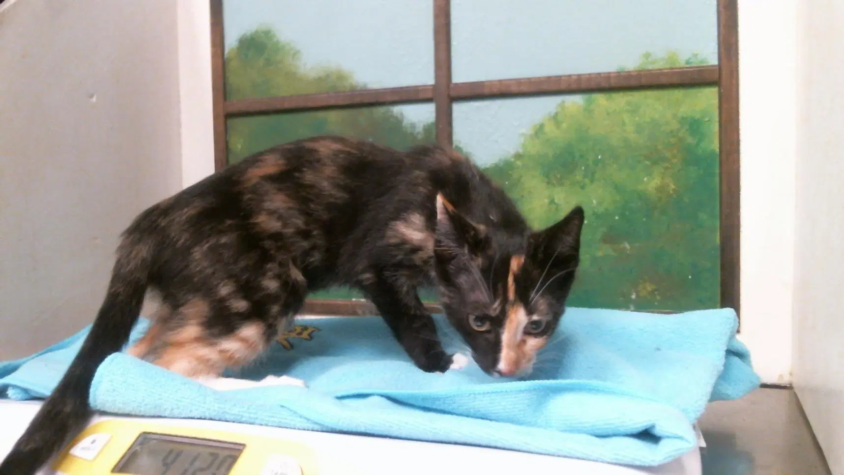 Unknown - Domestic Short Hair