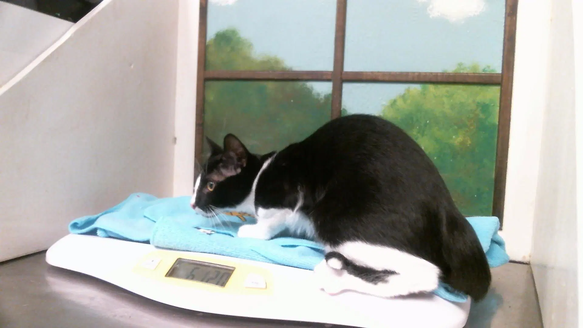 Unknown - Domestic Short Hair