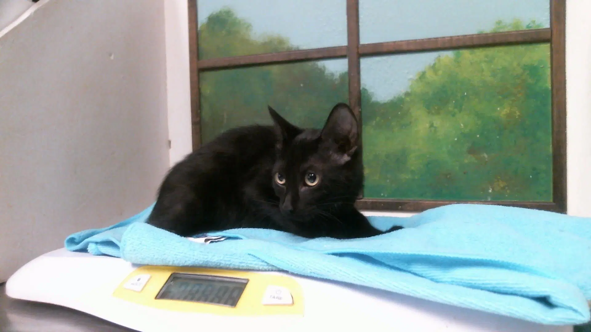 Unknown - Domestic Short Hair