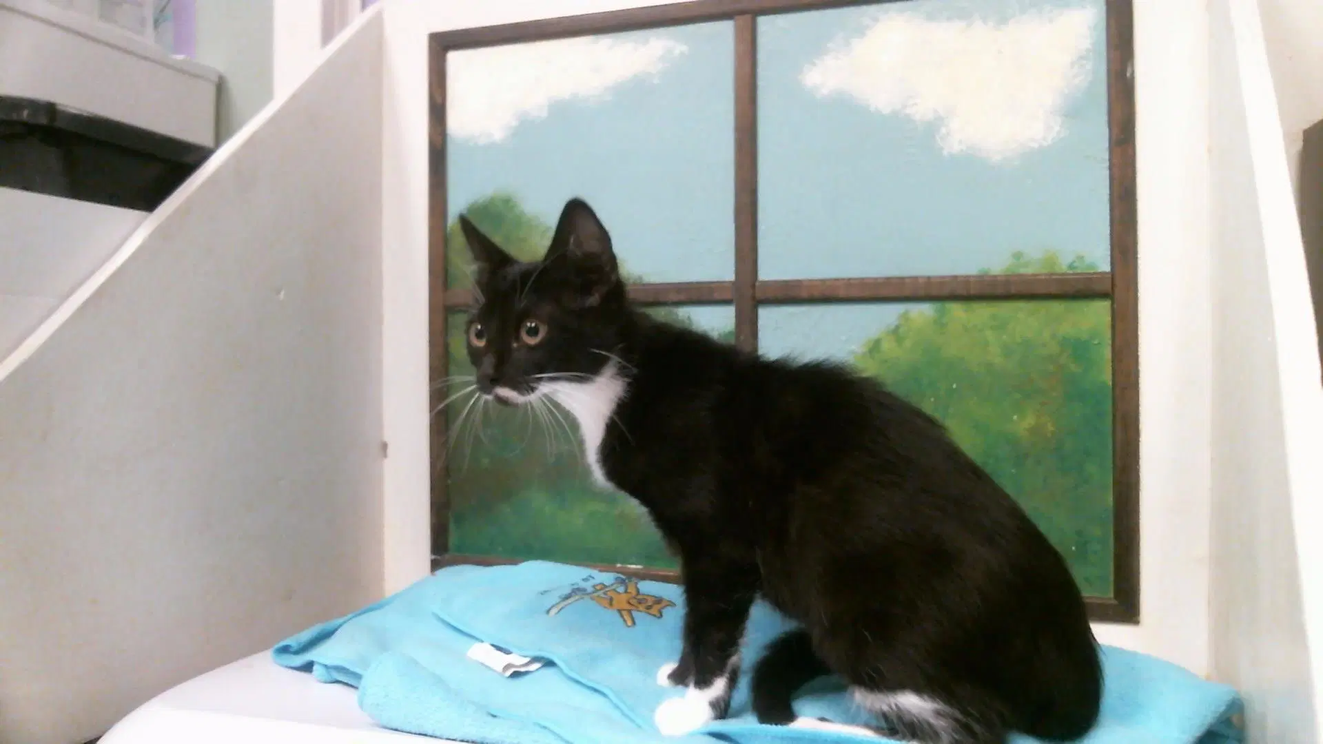 Unknown - Domestic Short Hair