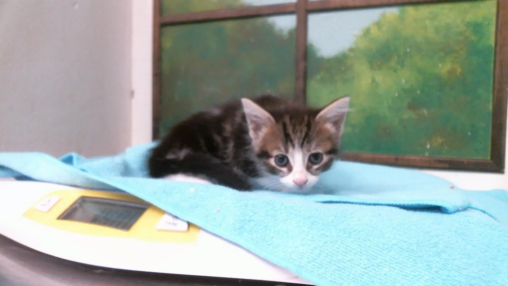 Unknown - Domestic Short Hair