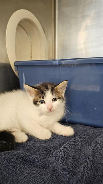 MATT, a cat for adoption from City of Houston, Bureau of Animal Regulation and Care