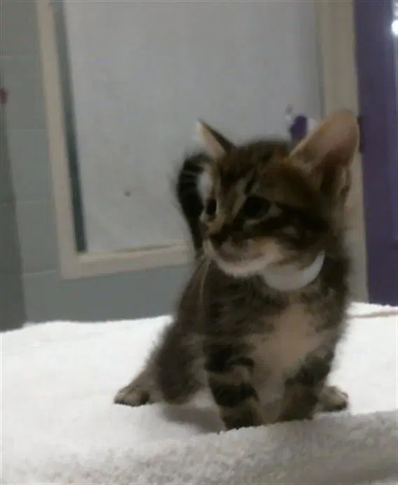 Unknown - Domestic Short Hair