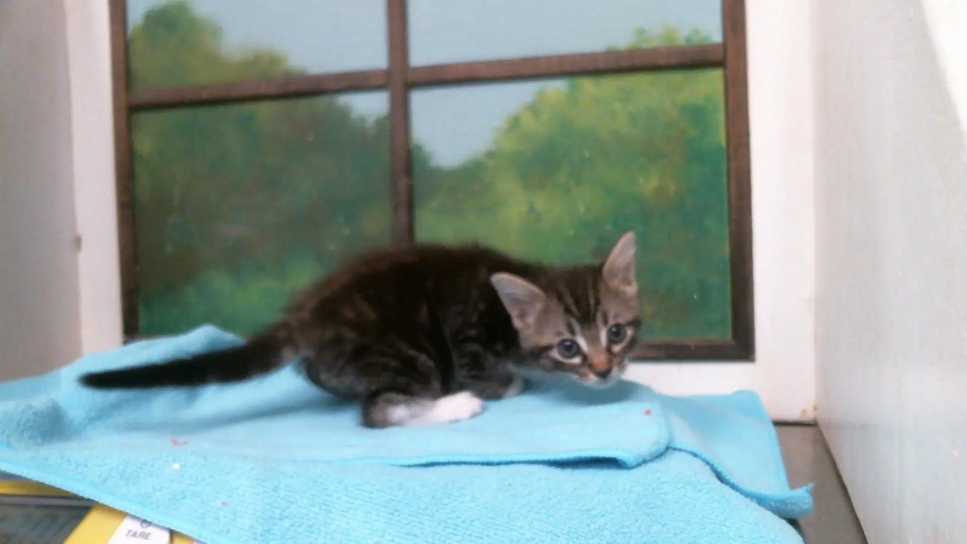 Unknown - Domestic Short Hair