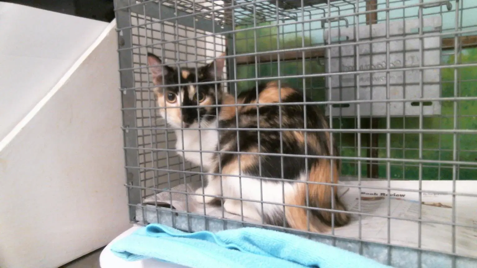 Unknown - Domestic Medium Hair