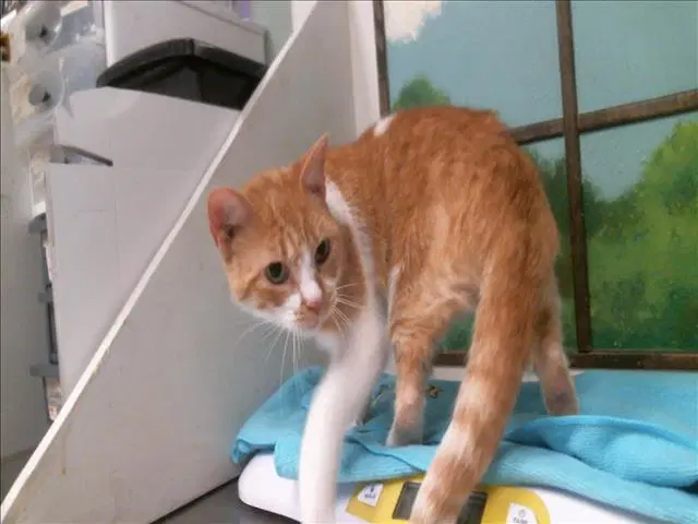 Unknown - Domestic Short Hair