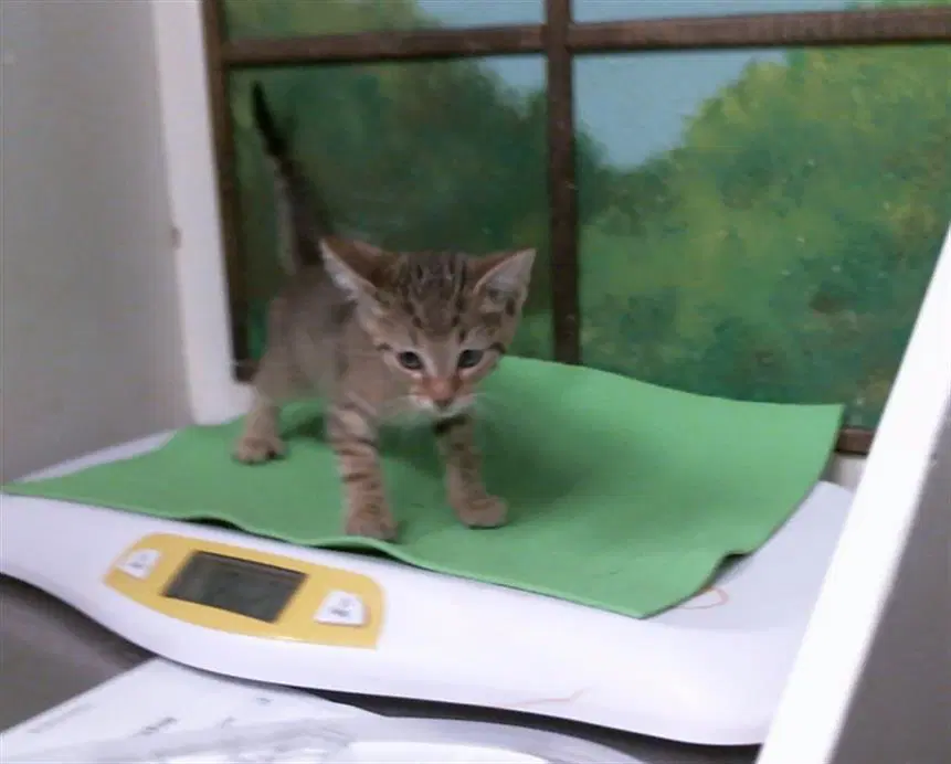 Unknown - Domestic Short Hair