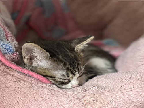 MARSHMALLOW, a cat for adoption from City of Houston, Bureau of Animal Regulation and Care