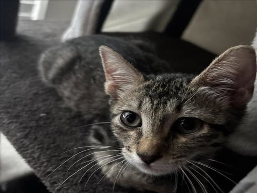 RUNNER, a cat for adoption from City of Houston, Bureau of Animal Regulation and Care