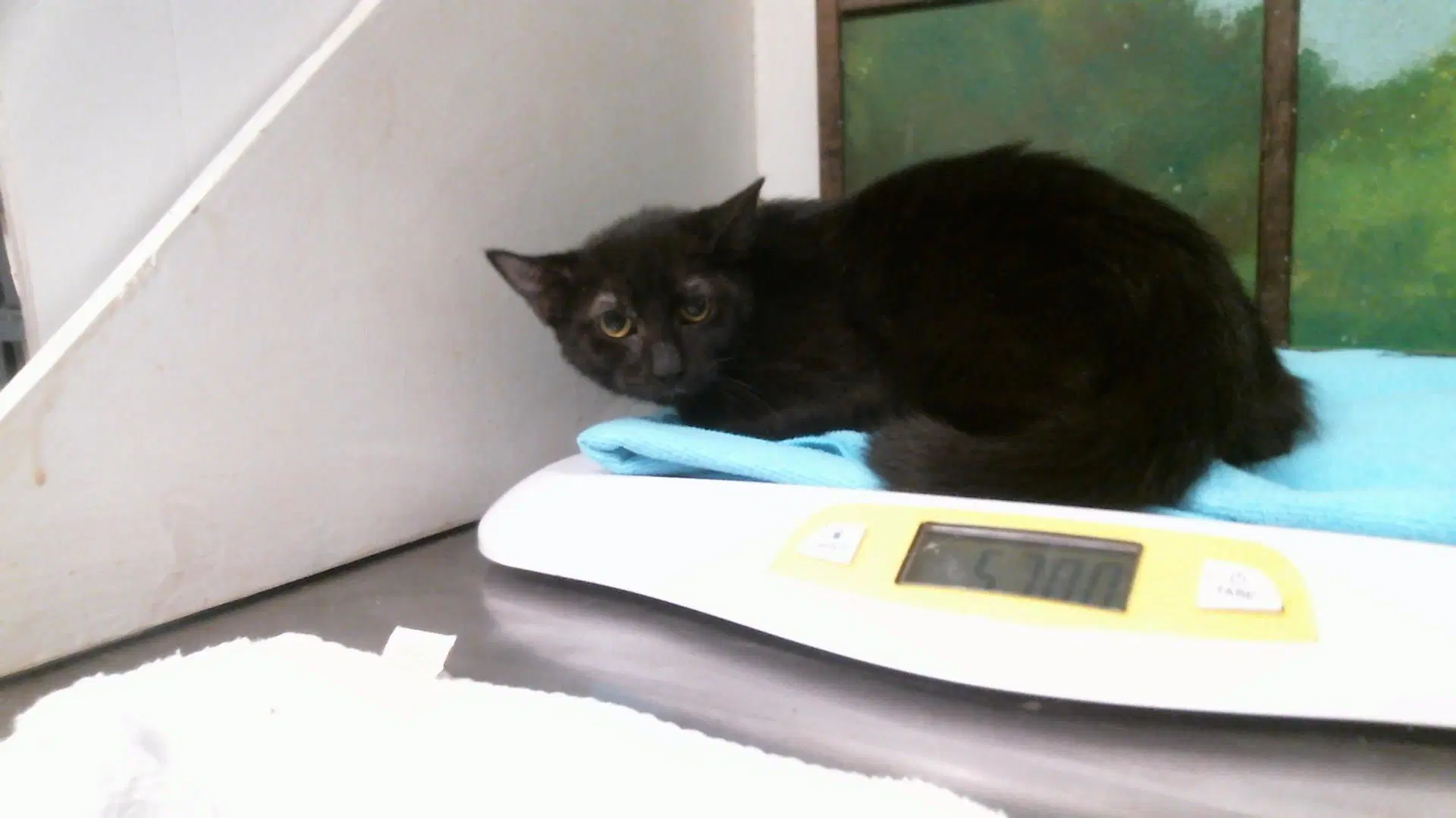 Unknown - Domestic Short Hair