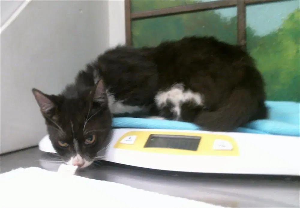 Unknown - Domestic Short Hair