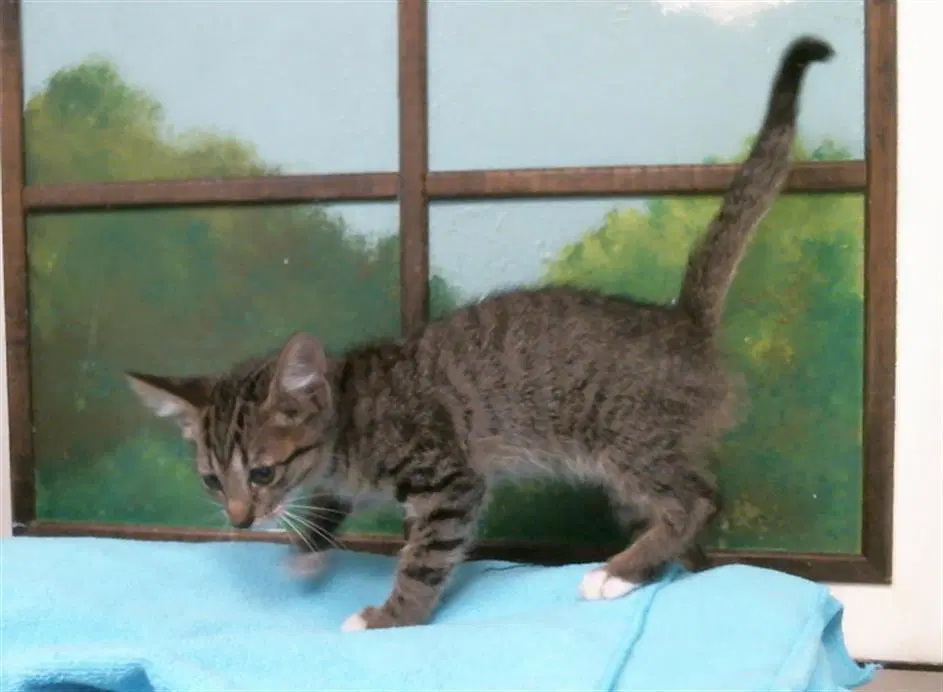 Unknown - Domestic Medium Hair