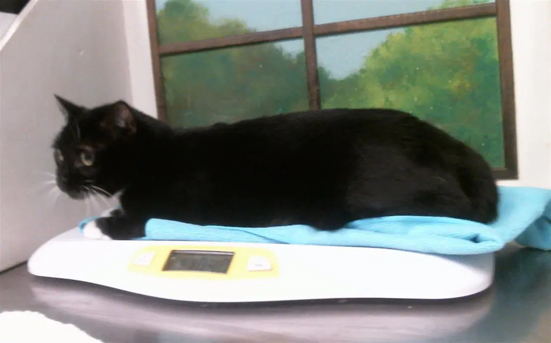 Bootsie - Domestic Short Hair
