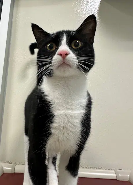 Lucas - Domestic Short Hair
