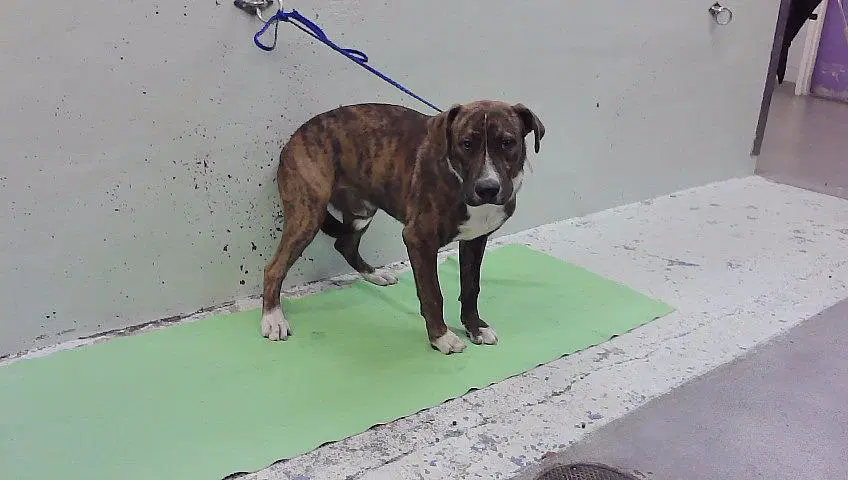 Unknown - Staffordshire Bull Terrier