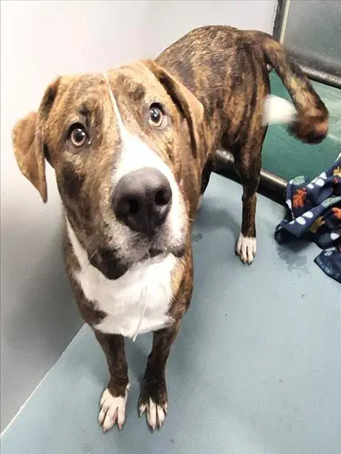 Unknown - Staffordshire Bull Terrier