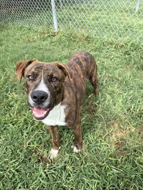 ANDREW, a dog for adoption from City of Houston, Bureau of Animal Regulation and Care