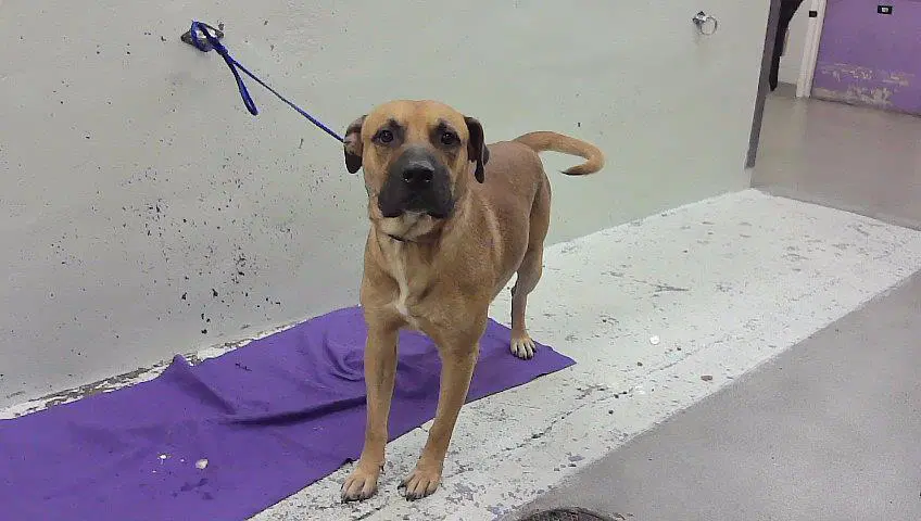 Hermes - Boxer