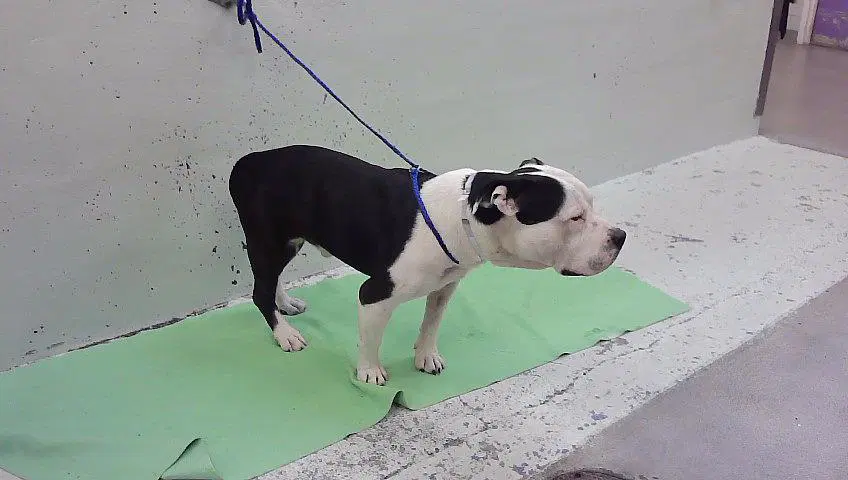 King Joeseph - Staffordshire Bull Terrier