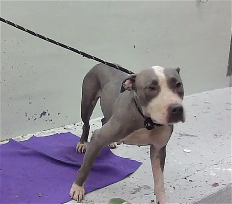 Unknown - Staffordshire Bull Terrier
