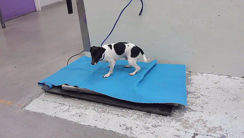 Unknown - Chihuahua