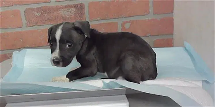 Frigg - American Staffordshire Terrier