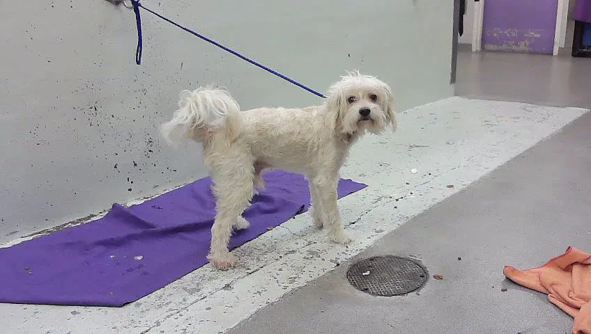 Pogo - Maltese