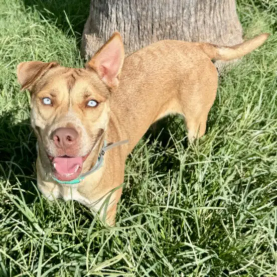 Unknown - Labrador Retriever