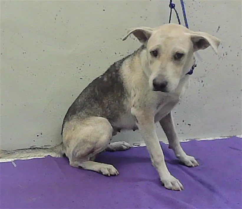 Unknown - German Shepherd Dog