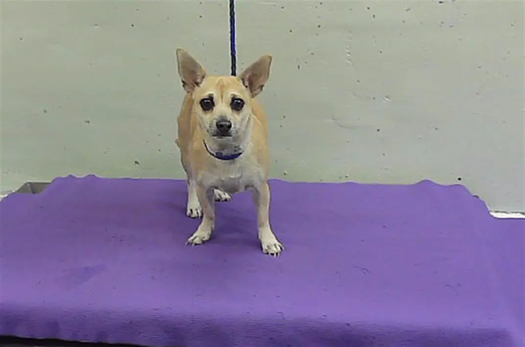 Sheryl - Chihuahua