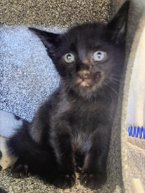 SHADOW, a cat for adoption from City of Houston, Bureau of Animal Regulation and Care