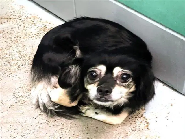 Chiquita - Chihuahua