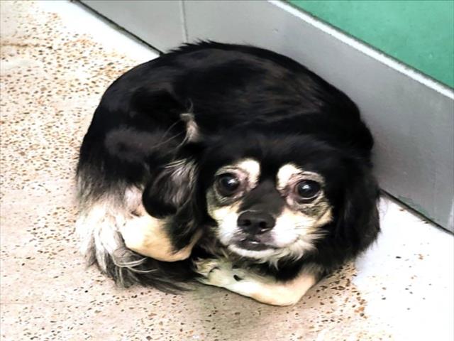 Chiquita