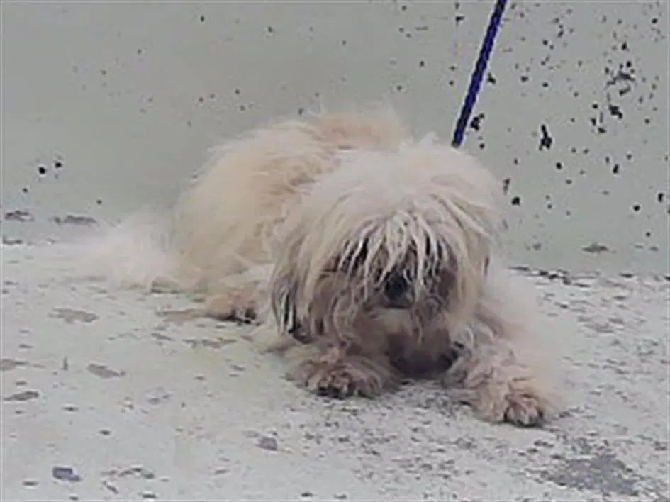 Woofy - Shih Tzu