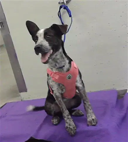 Love - Australian Cattle Dog/Blue Heeler