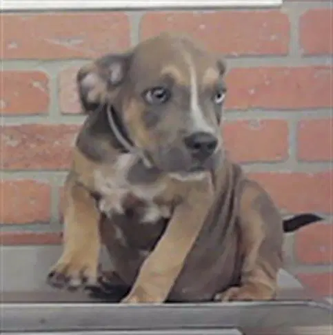 Unknown - American Staffordshire Terrier