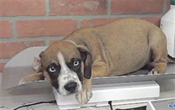 Unknown - American Staffordshire Terrier