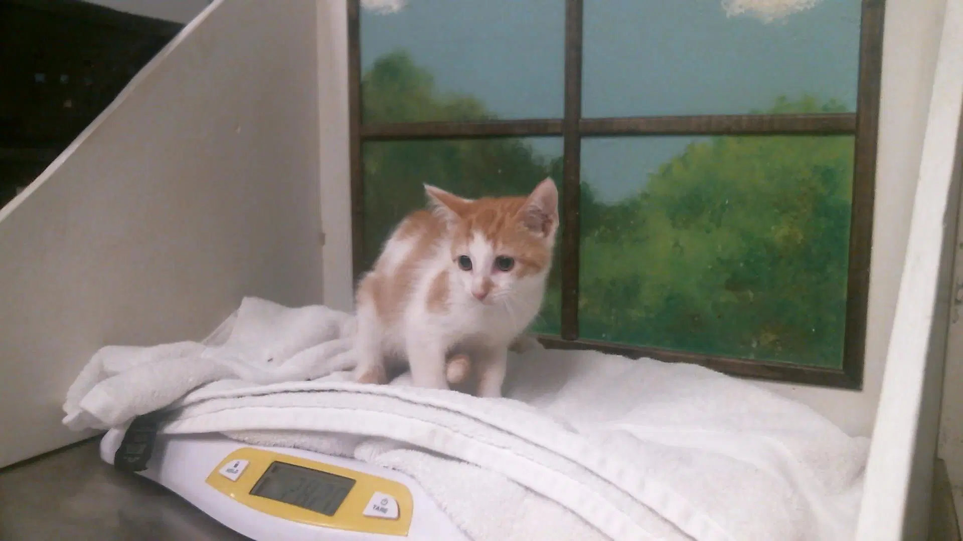 Unknown - American Shorthair