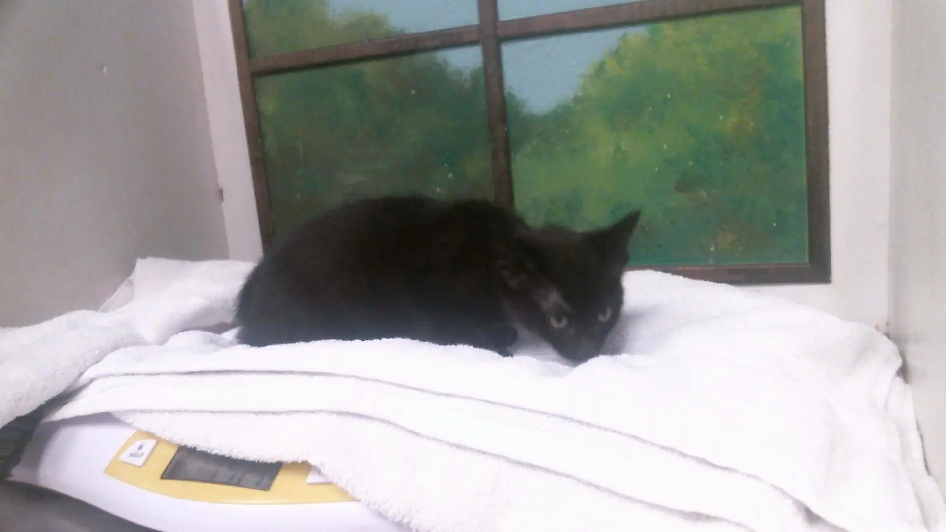Unknown - Domestic Short Hair