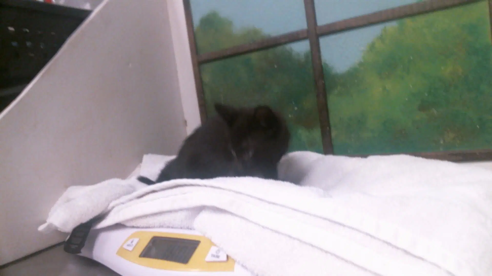 Unknown - Domestic Short Hair
