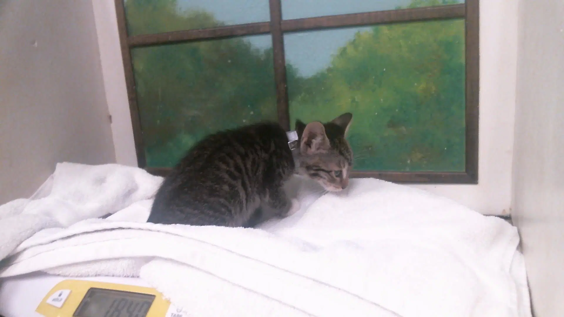 Unknown - Domestic Short Hair