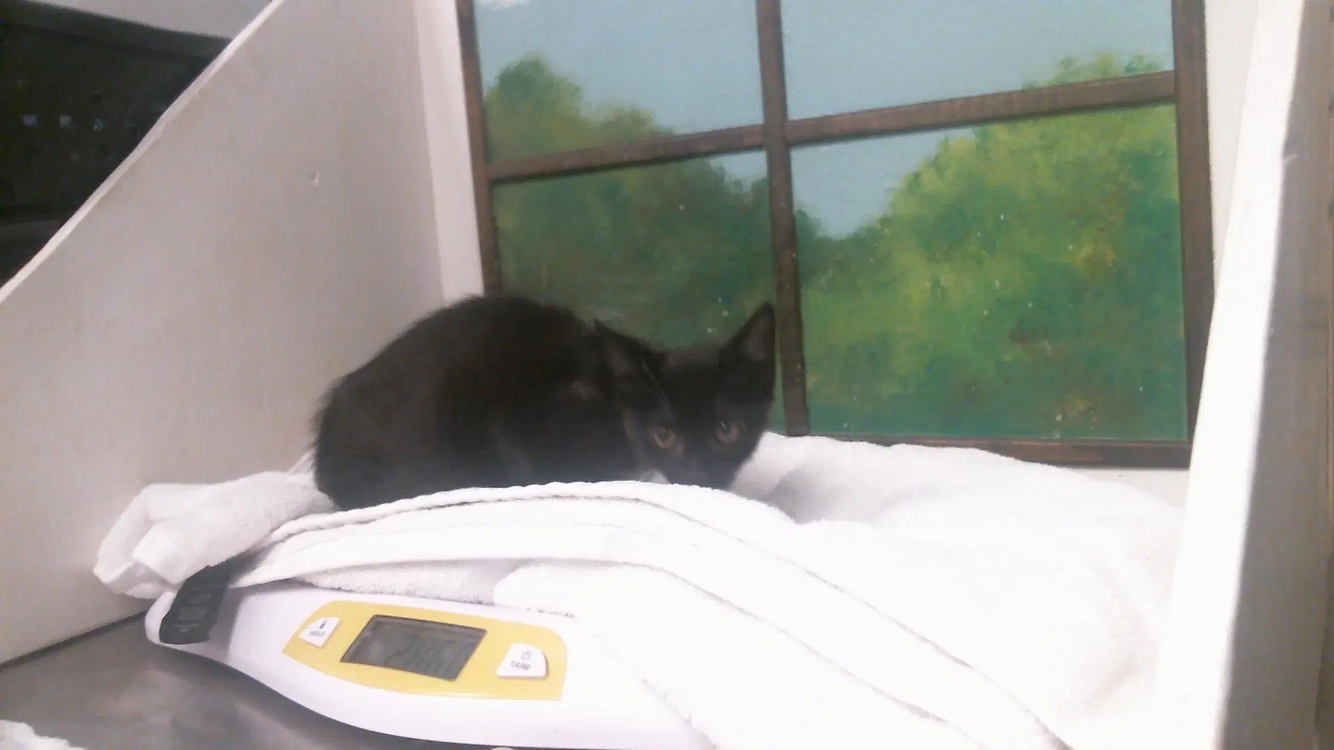 Unknown - Domestic Short Hair
