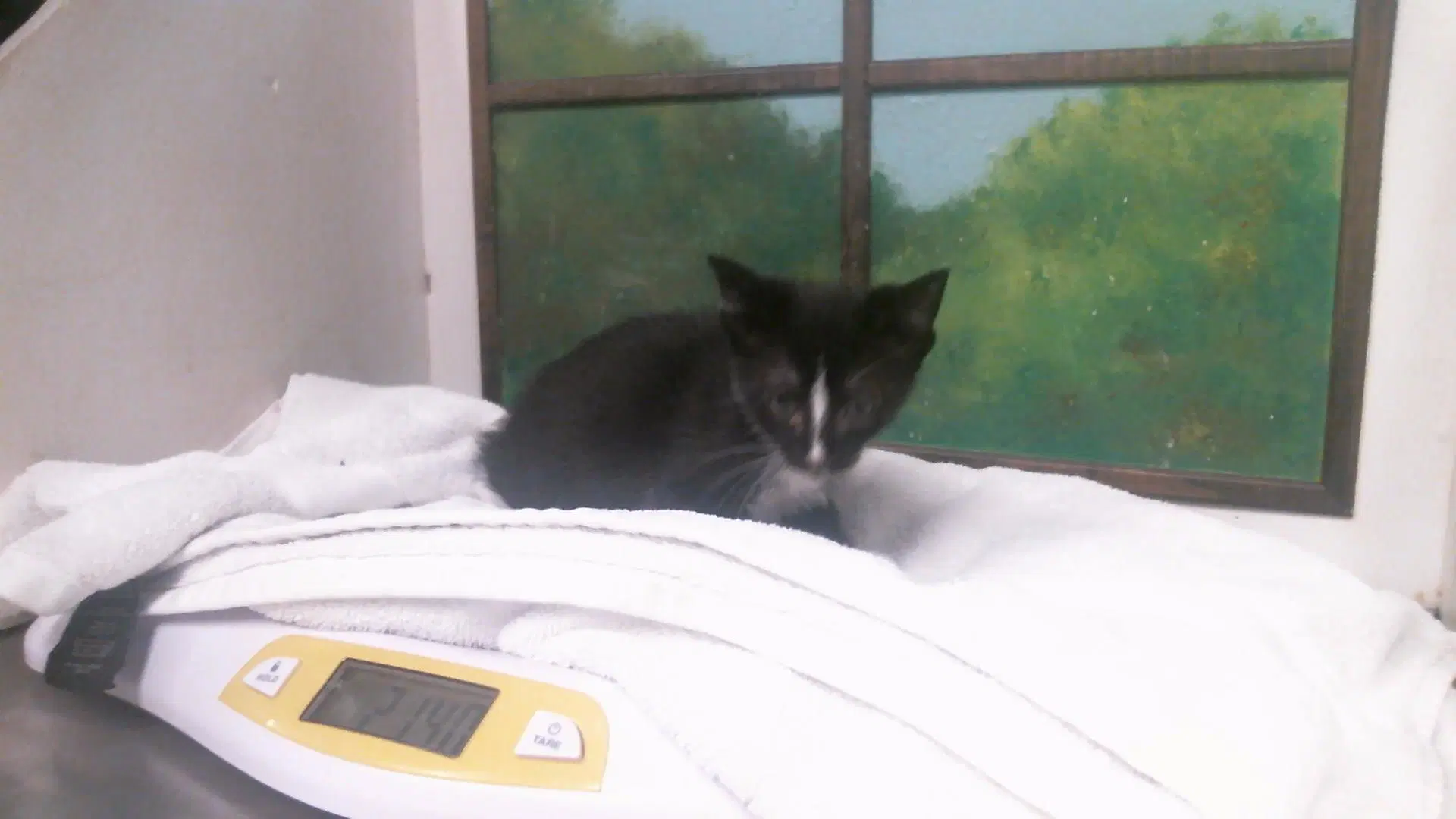 Unknown - Domestic Short Hair