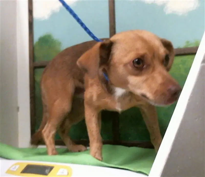 Alpha - Dachshund