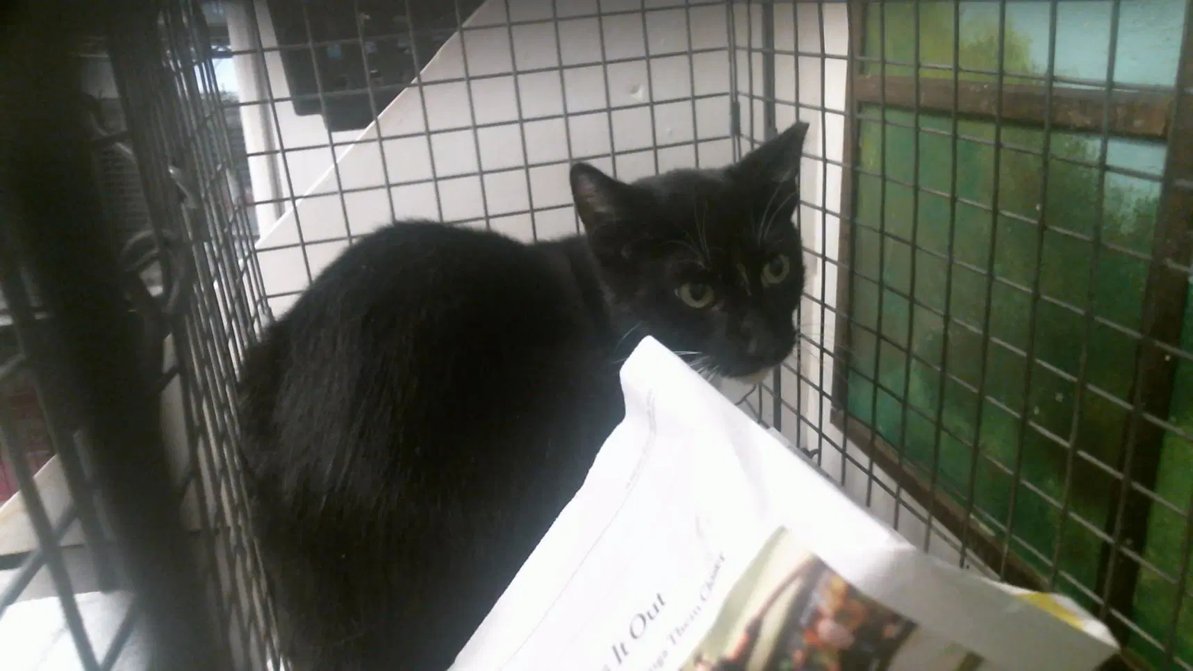 Unknown - Domestic Short Hair