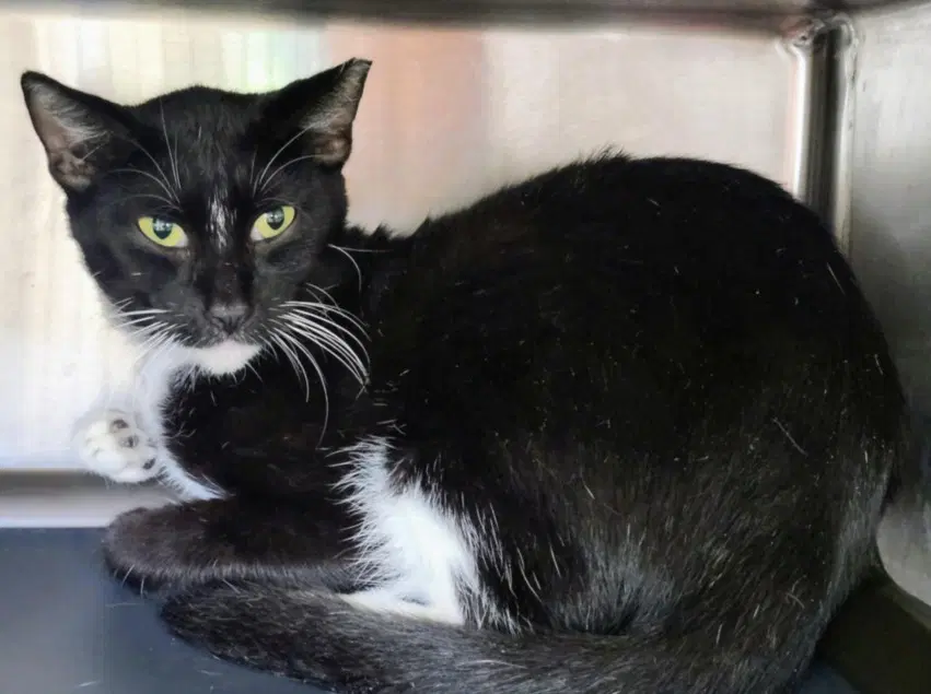 Unknown - Domestic Short Hair
